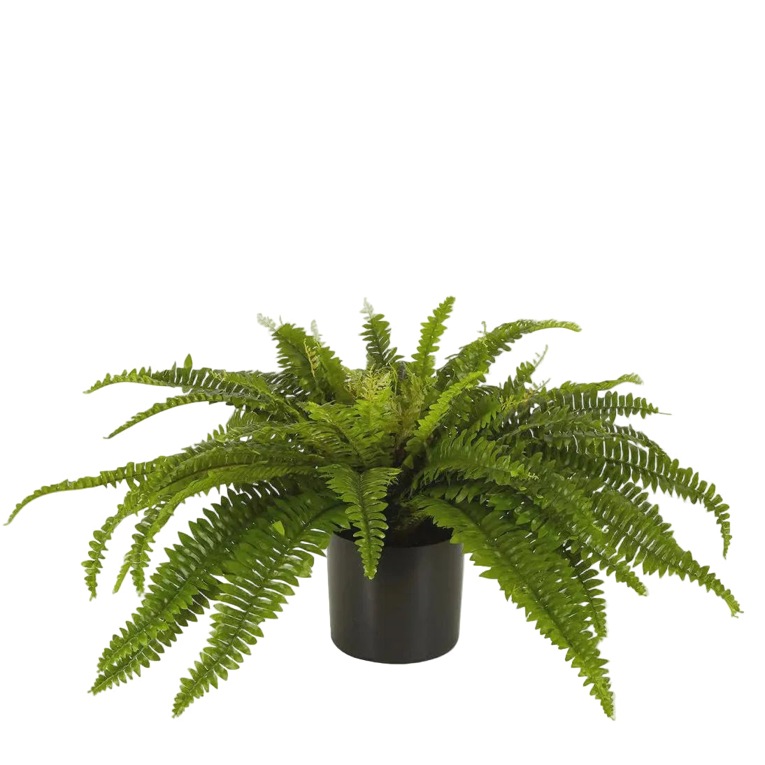 Boston Fern in Black Pot Lrg*