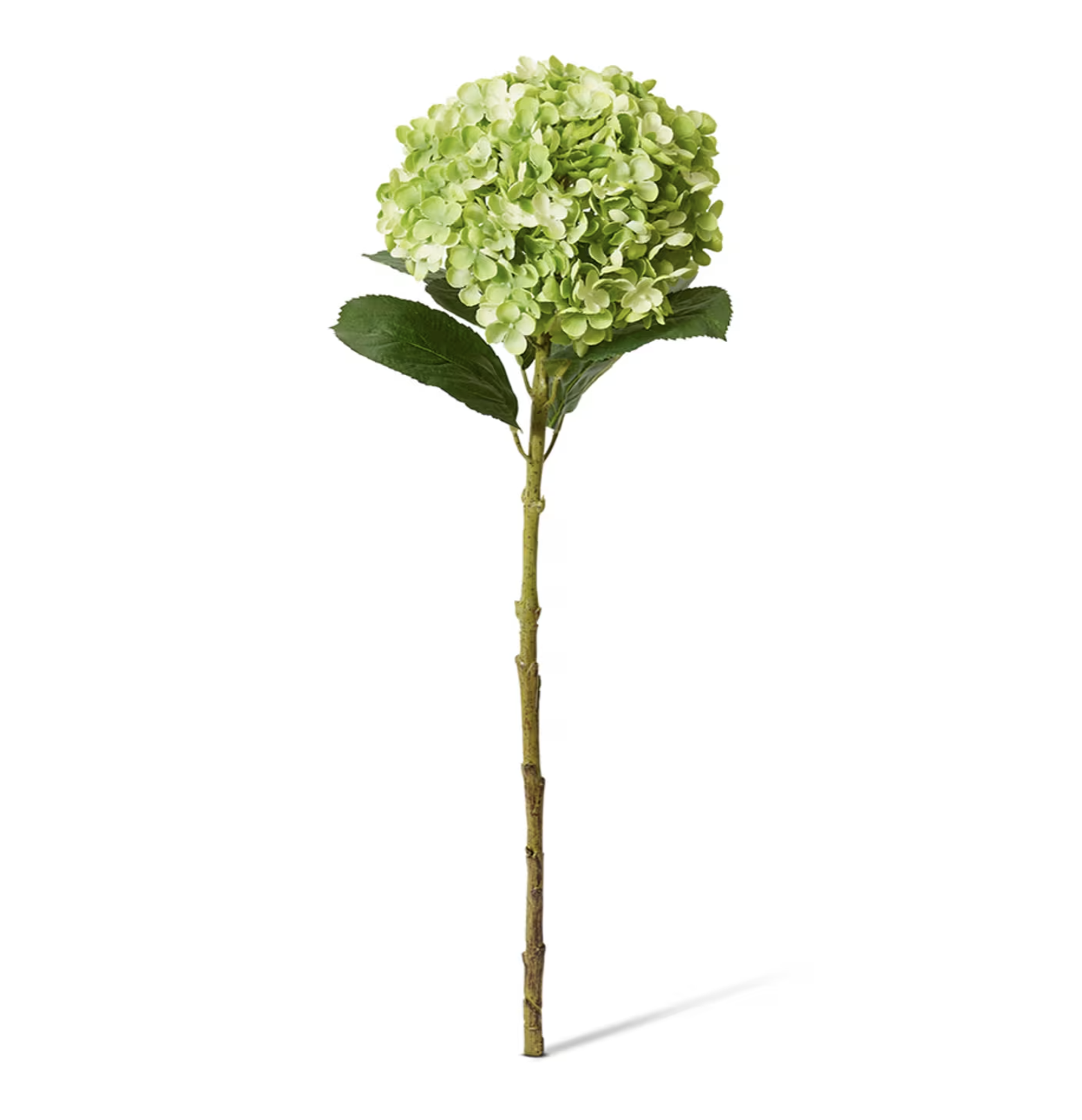 Hydrangea Stem Green 75cm