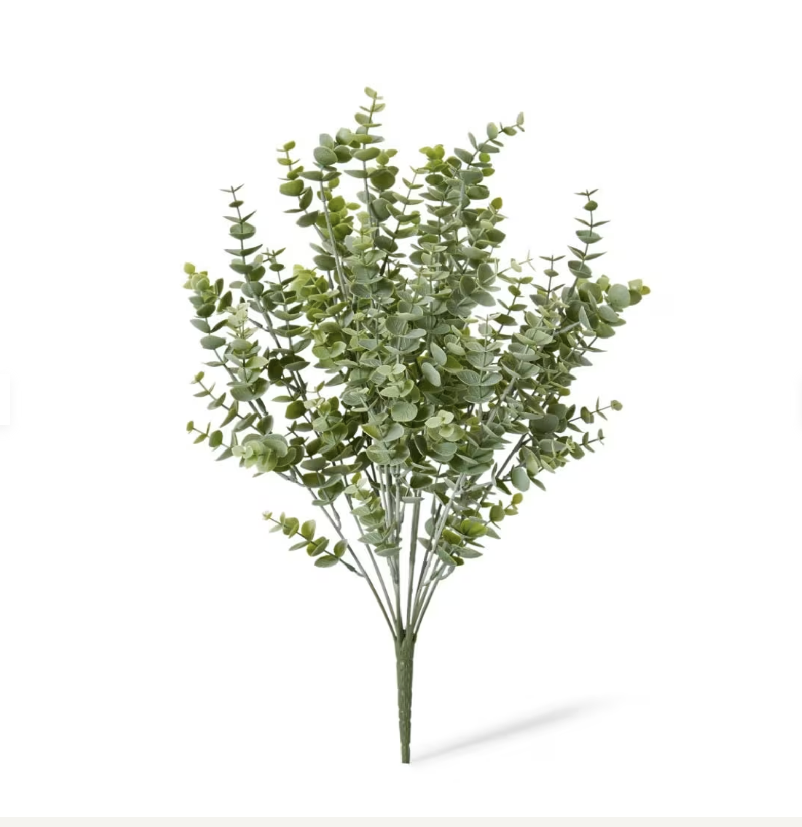 Eucalyptus Bush Grey Green