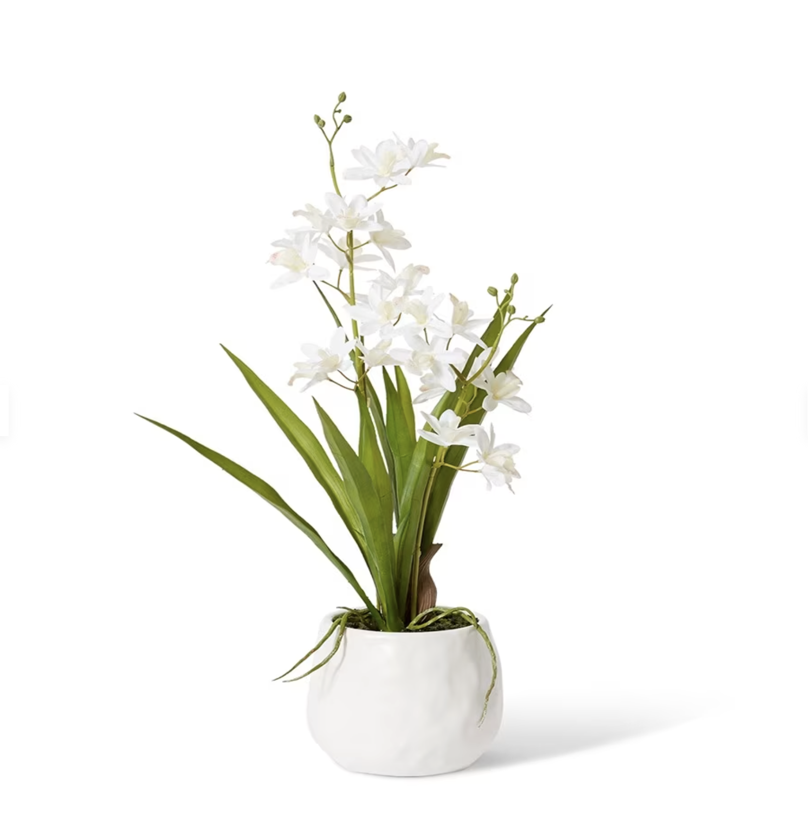 Cymbidium Mini White 46cm