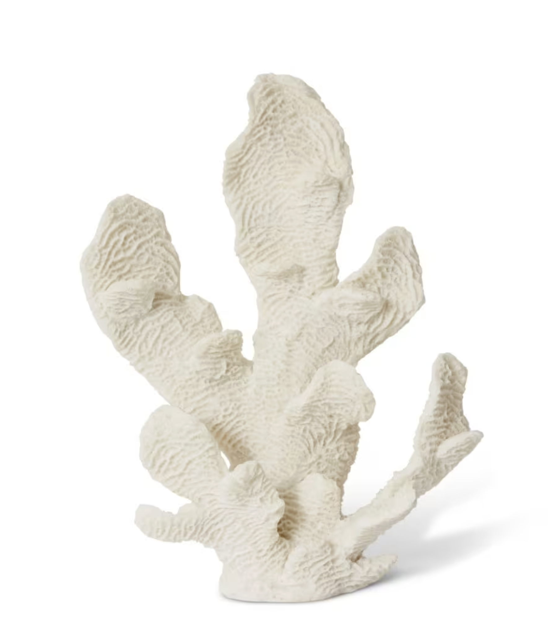 Scuplture Coral Elkhorn Wht