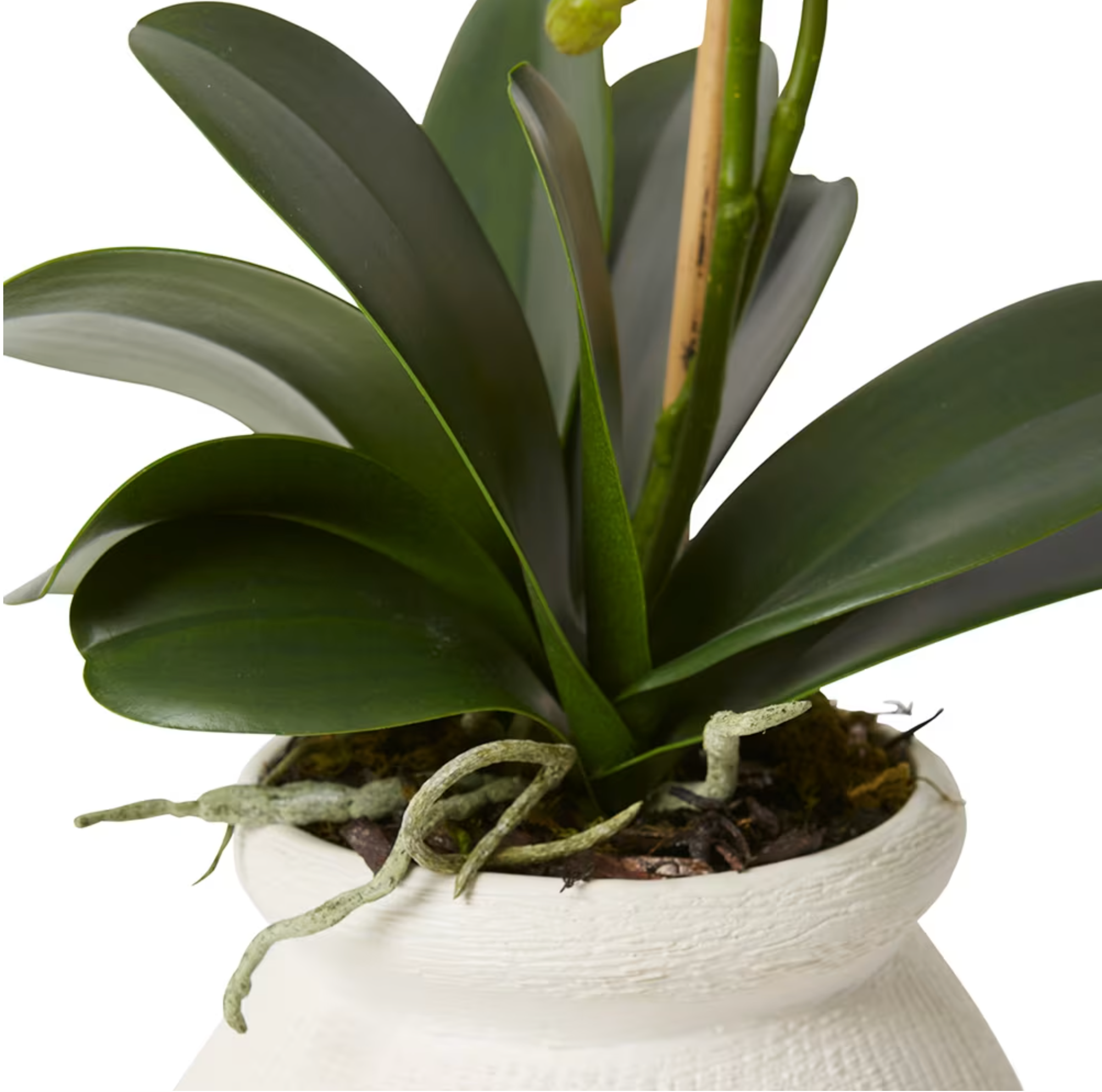Vase Phalaenopsis Grand Wana 63cm