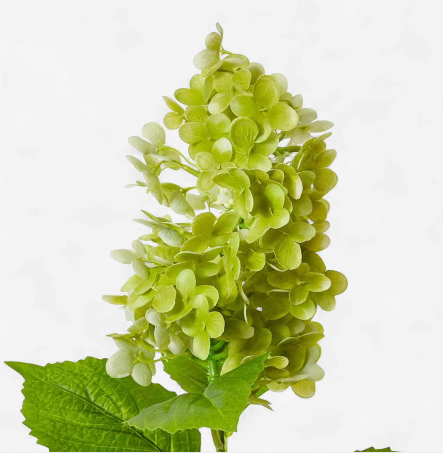 Hydrangea Cone Green 75cm