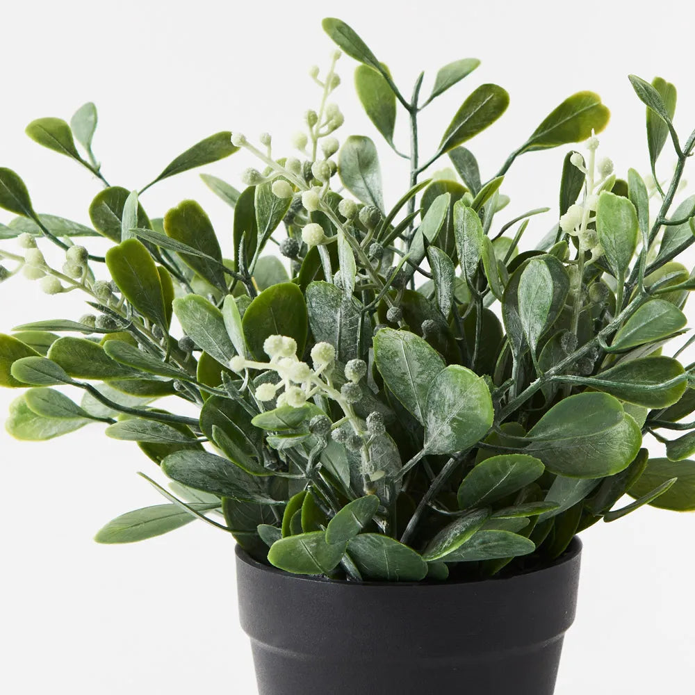 Boxwood Berry Bush In Pot 24cm