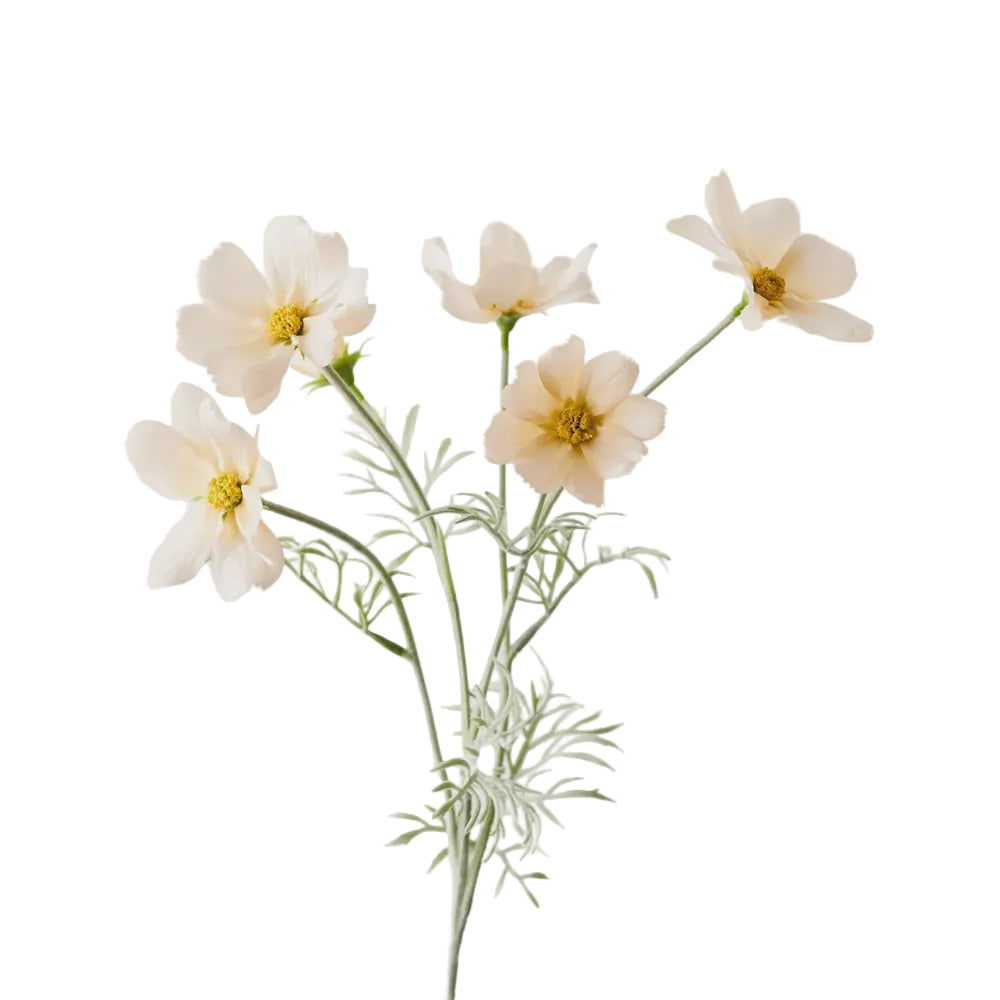 Spray Cosmos Champagne 62cm