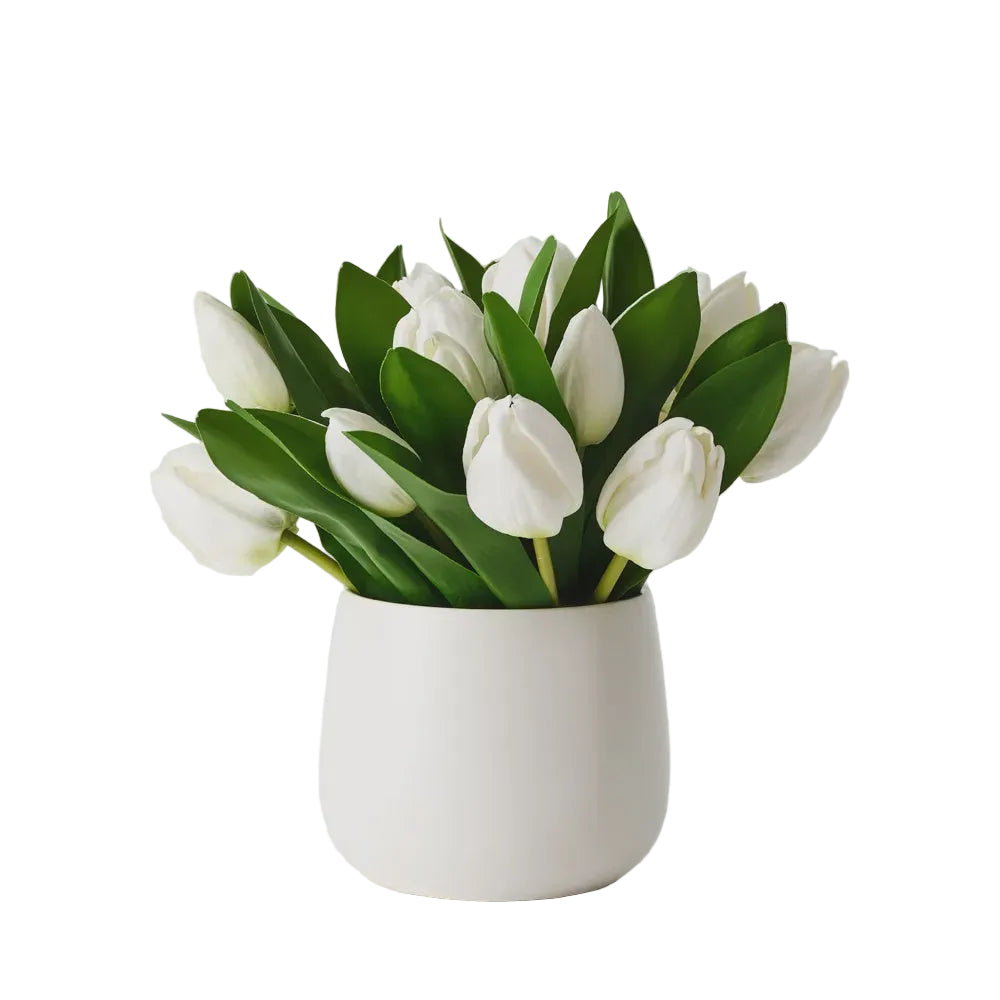 Tulip Mix In Pot White 24cm