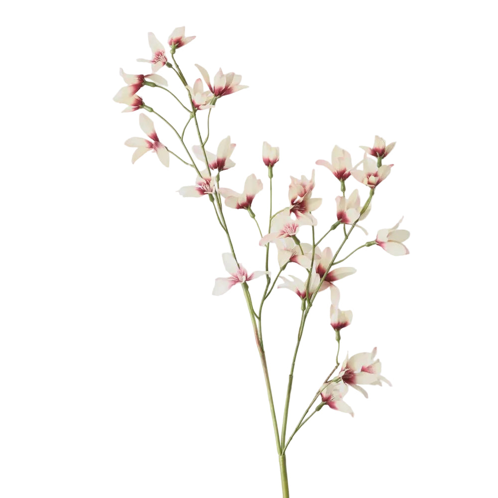 Rain Lily