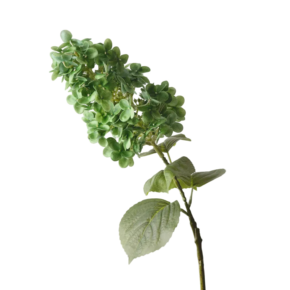 Hydrangea Cone Grass Green