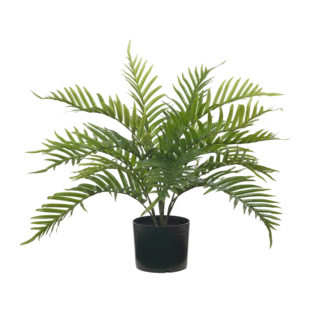 Palm Areca Plant 63cm