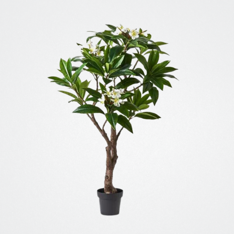 Frangipani Plant Wt/Yellow 150cm