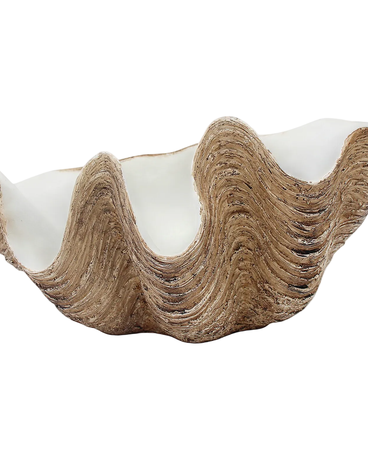 Clam Shell  Lg