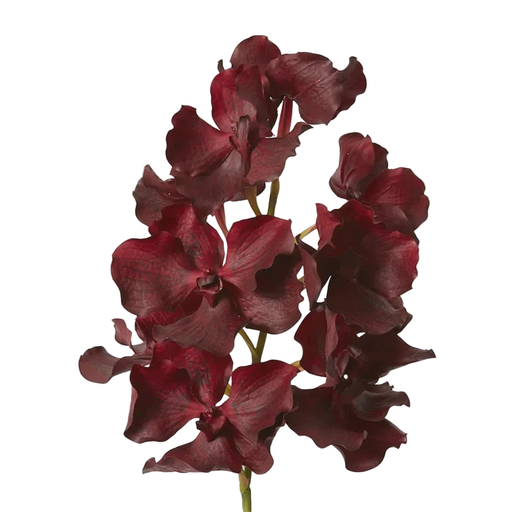 Orchid Vanda Grand Burgundy